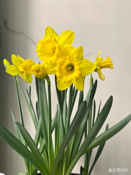 水仙品种有哪些？图片大图全在这！-图2
