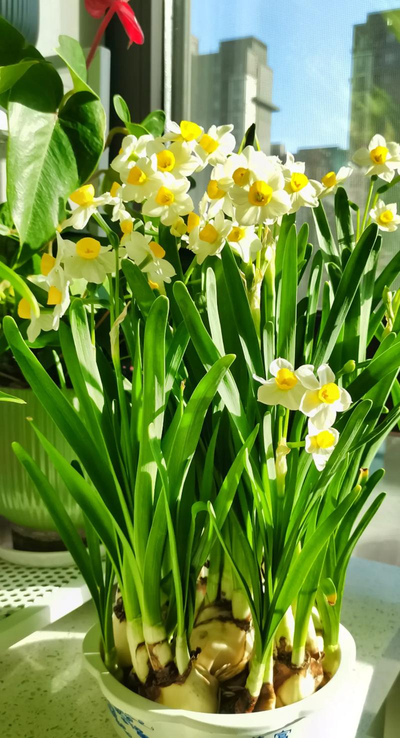 水仙品种有哪些？图片大图全在这！-图1