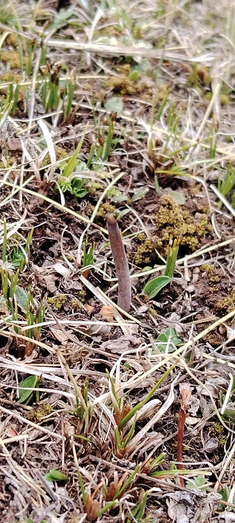 种冬虫夏草苗技术视频-图1