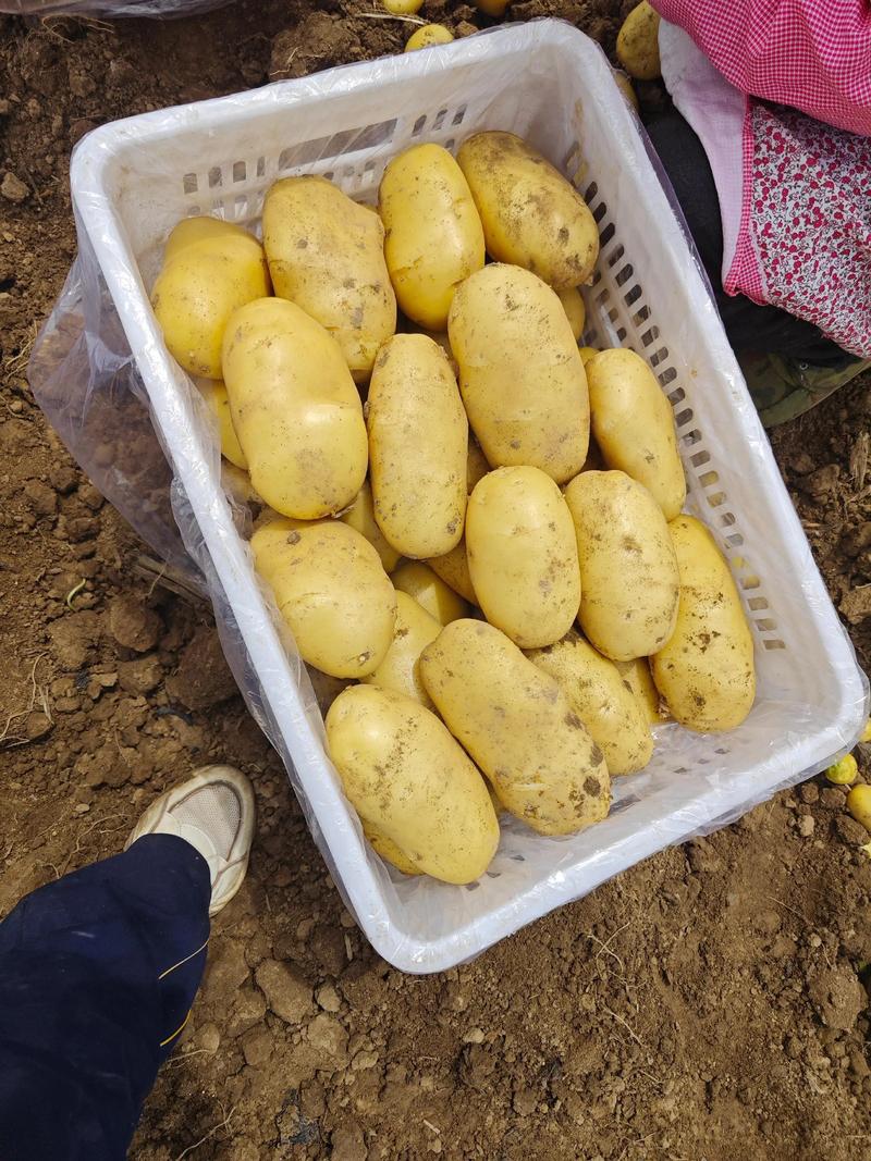 2025内蒙土豆价格会涨还是跌？-图2