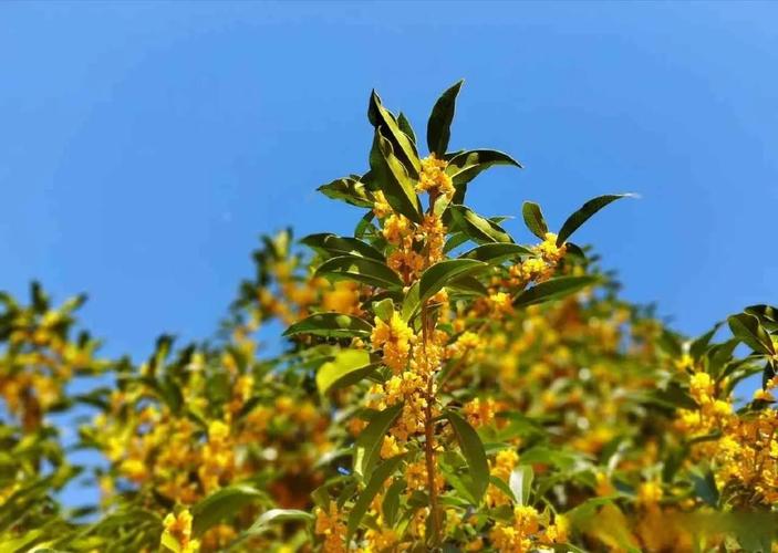 最珍稀桂花品种有哪些？-图2