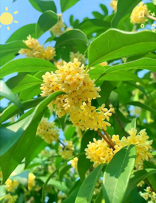 最珍稀桂花品种有哪些？-图1