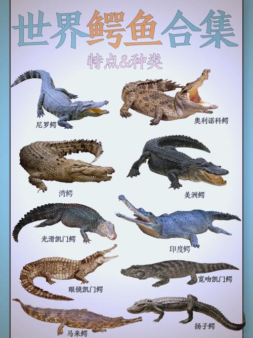养殖鳄鱼多为哪些品种?-图1 养殖鳄鱼多为哪些品种?-图1