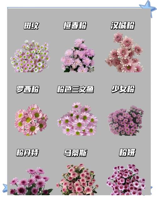 微型菊花品种知多少?-图1 微型菊花品种知多少?-图1
