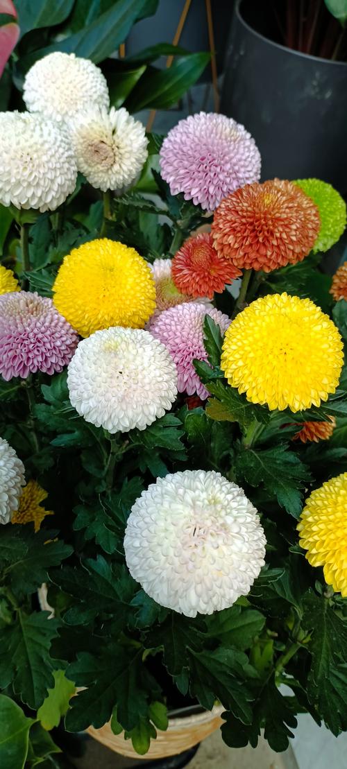 微型菊花品种知多少?-图2 微型菊花品种知多少?-图2