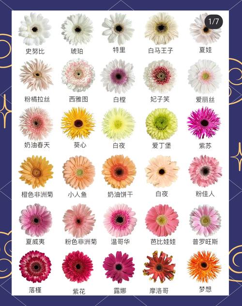 微型菊花品种知多少?-图3 微型菊花品种知多少?-图3