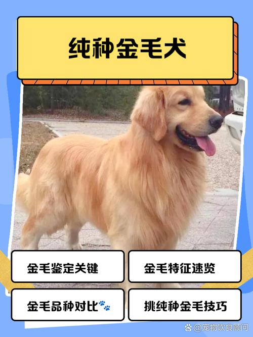 哪些狗品种好卖又赚钱?-图1 哪些狗品种好卖又赚钱?-图1