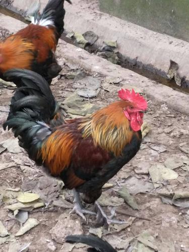 山东最优秀的土鸡品种是哪个?-图2 山东最优秀的土鸡品种是哪个?-图2