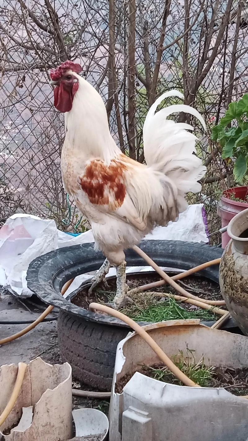 山东最优秀的土鸡品种是哪个?-图3 山东最优秀的土鸡品种是哪个?-图3