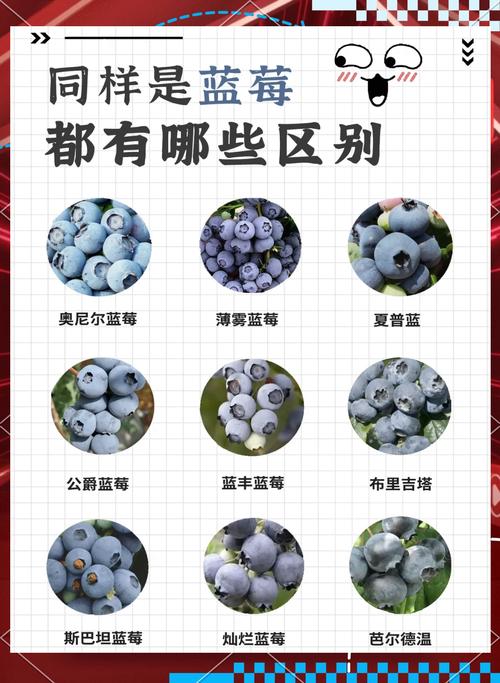 哪种蓝莓品种最好?-图2 哪种蓝莓品种最好?-图2