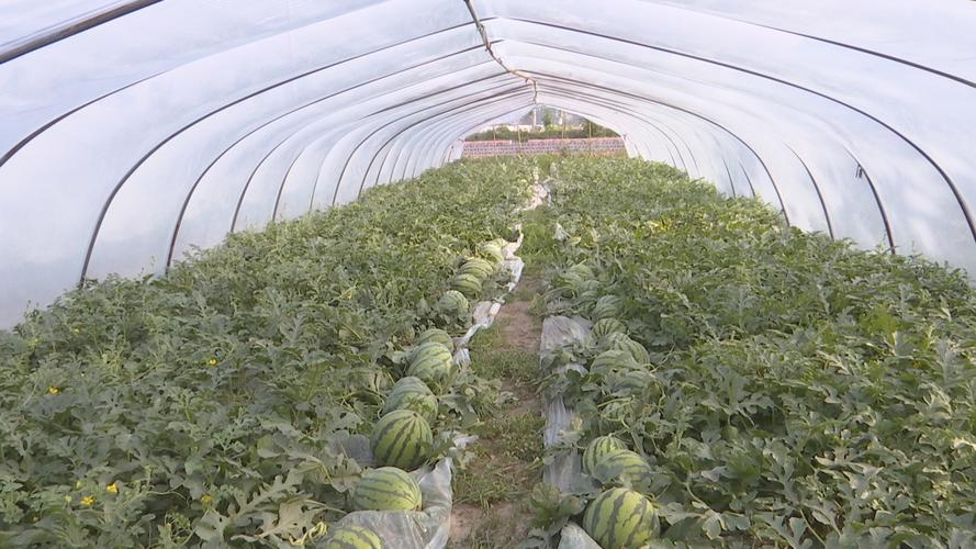 浙江大棚西瓜种植技术有哪些关键要点?-图2 浙江大棚西瓜种植技术有哪些关键要点?-图2