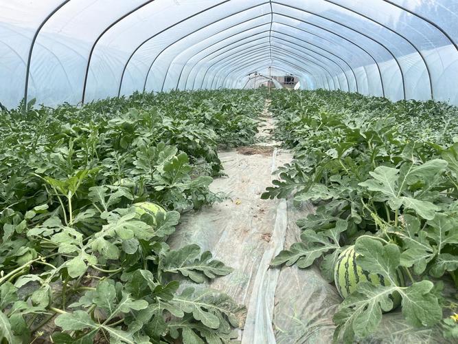 浙江大棚西瓜种植技术有哪些关键要点?-图1 浙江大棚西瓜种植技术有哪些关键要点?-图1