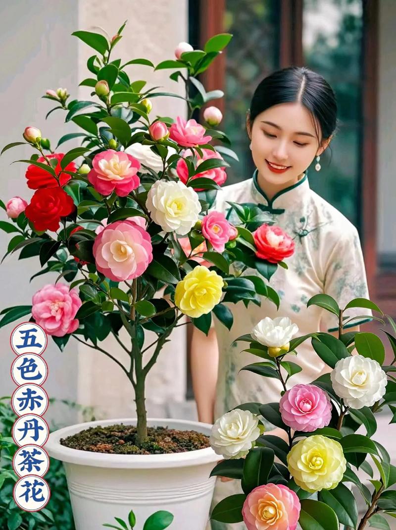 茶花品种图片大全有哪些?-图2 茶花品种图片大全有哪些?-图2