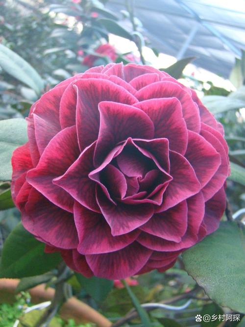 茶花品种图片大全有哪些?-图3 茶花品种图片大全有哪些?-图3