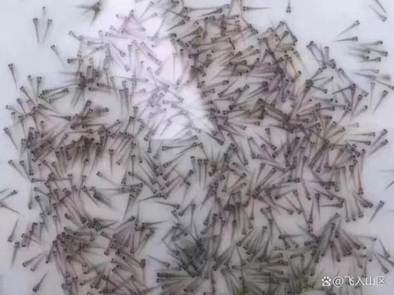 泥鳅水花养殖技术视频要点有哪些？-图3