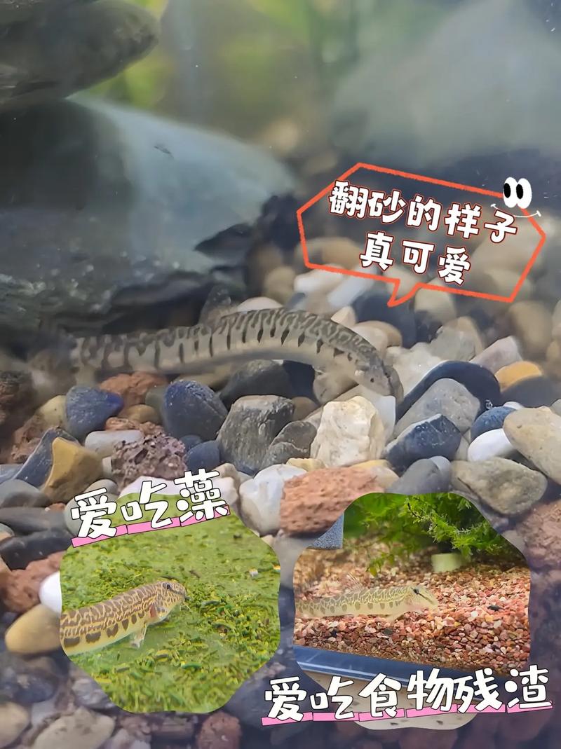 泥鳅水花养殖技术视频要点有哪些？-图2