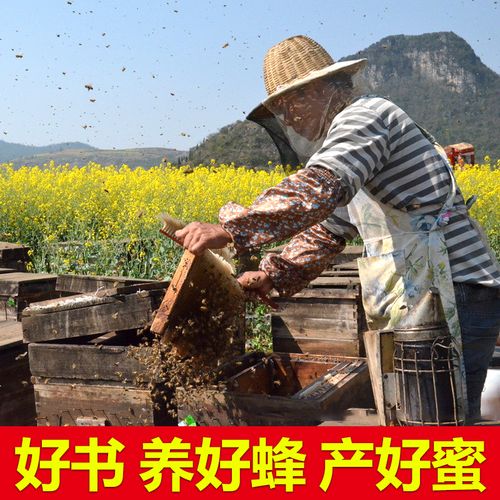 中华蜜蜂养殖技术要点有哪些？-图3