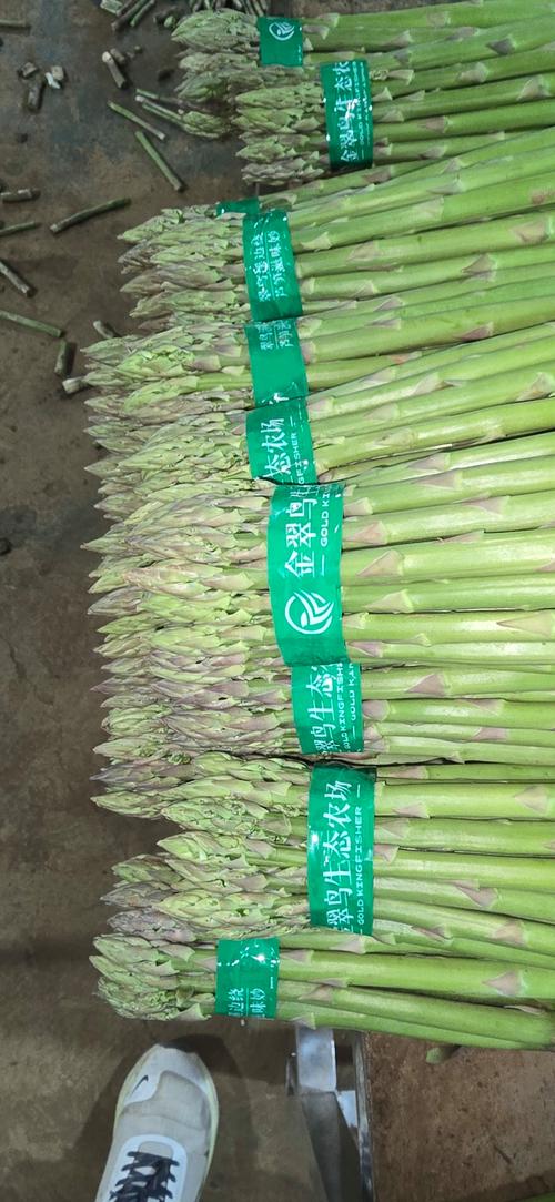 2025年芦笋新品种有哪些特点?-图2 2025年芦笋新品种有哪些特点?-图2