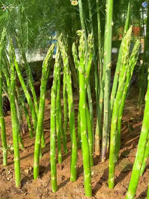 2025年芦笋新品种有哪些特点?-图1 2025年芦笋新品种有哪些特点?-图1