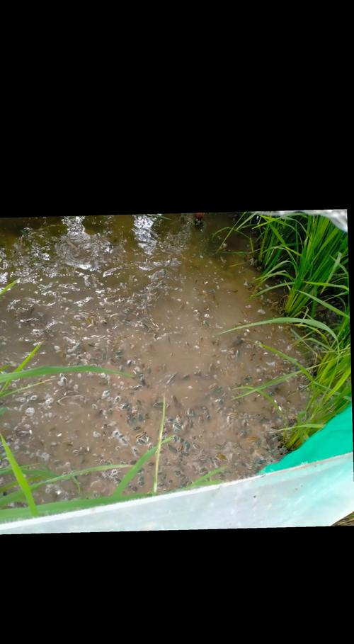 养殖青蛙技术哪里学?-图1 养殖青蛙技术哪里学?-图1