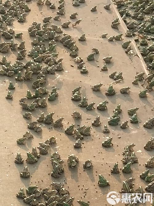 养殖青蛙技术哪里学?-图3 养殖青蛙技术哪里学?-图3