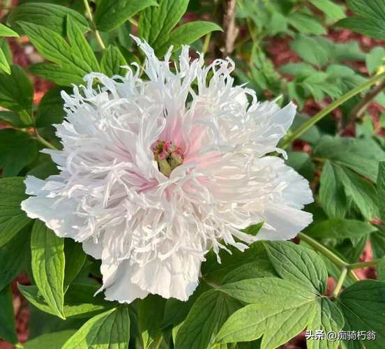 牡丹最珍贵品种是哪一种？-图3