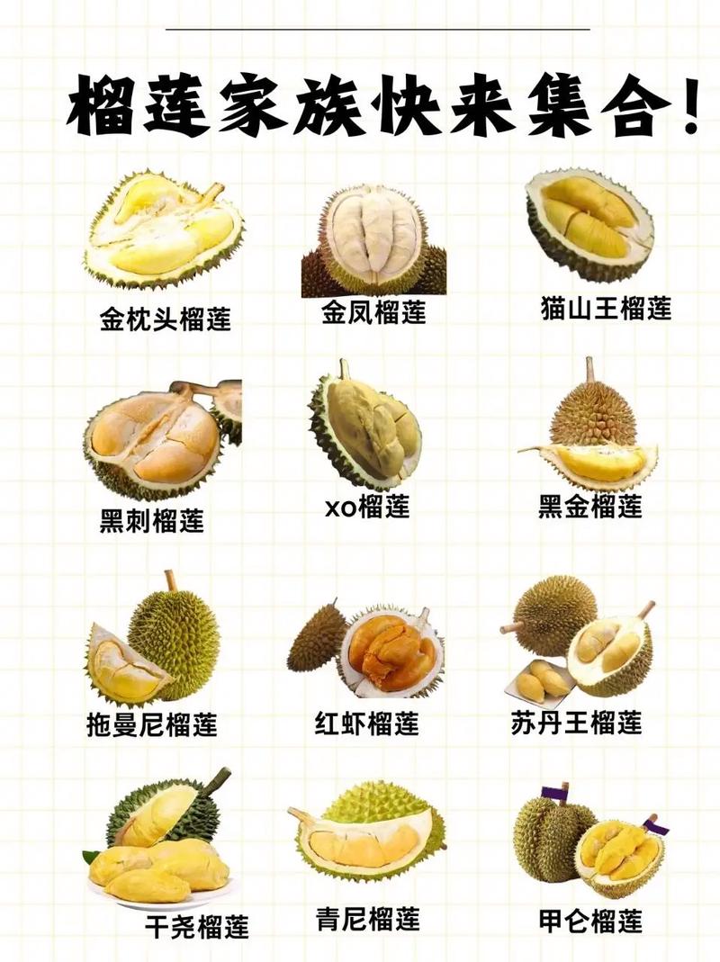 现在榴莲是什么品种？-图3
