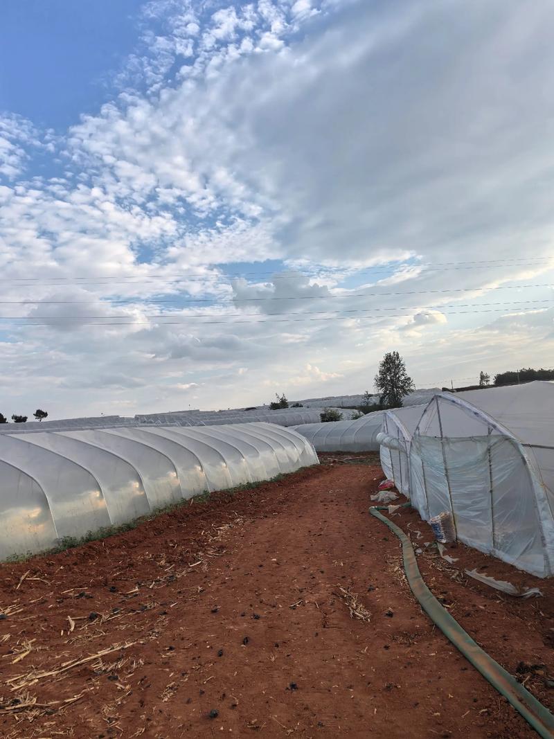 拱棚西瓜怎么种？技术要点有哪些？-图1