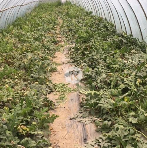 拱棚西瓜怎么种？技术要点有哪些？-图2