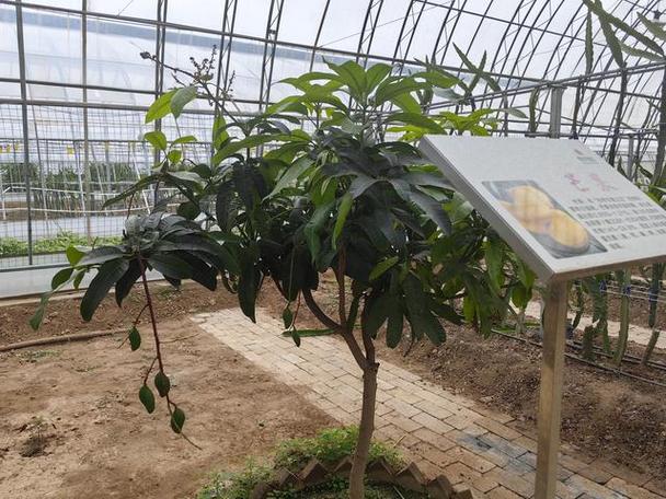 北方温室种芒果，技术要点有哪些？-图1