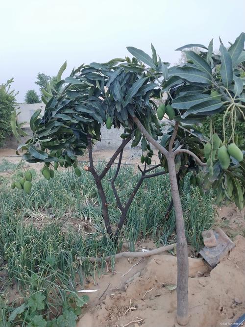 北方温室种芒果，技术要点有哪些？-图2