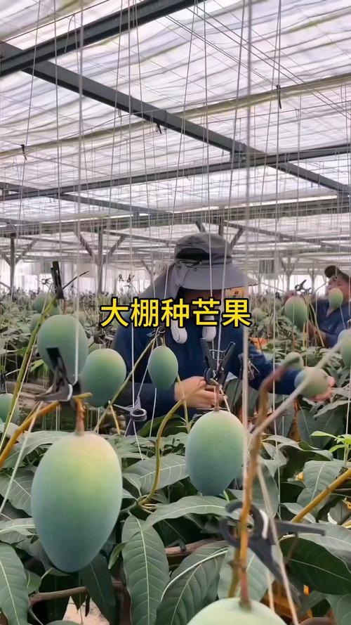 北方温室种芒果，技术要点有哪些？-图3
