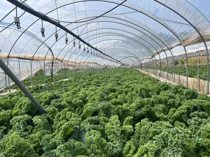 冬季甘蓝大棚种植技术要点有哪些？-图1