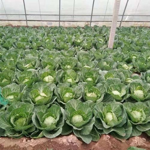 冬季甘蓝大棚种植技术要点有哪些？-图2