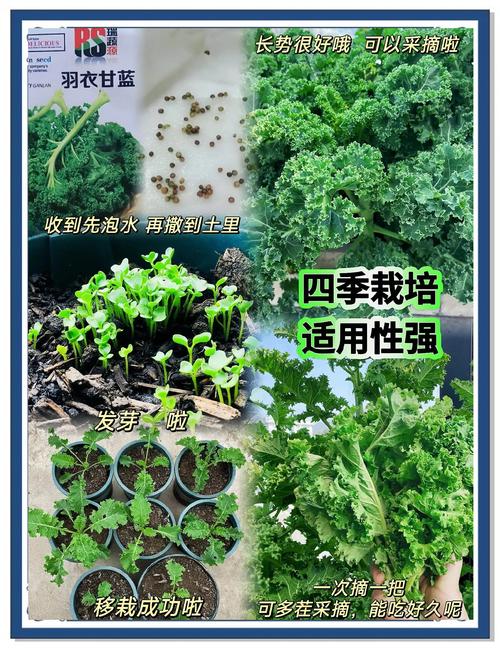 冬季甘蓝大棚种植技术要点有哪些？-图3