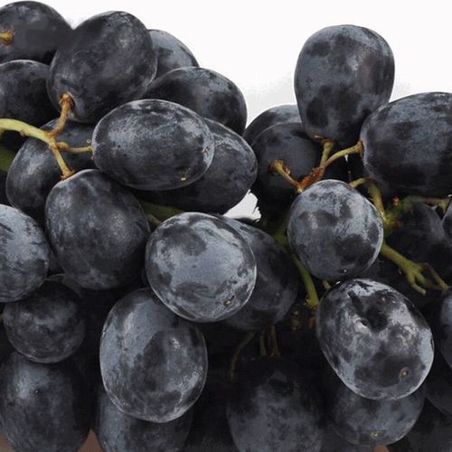 黑色葡萄有哪些常见品种？-图3