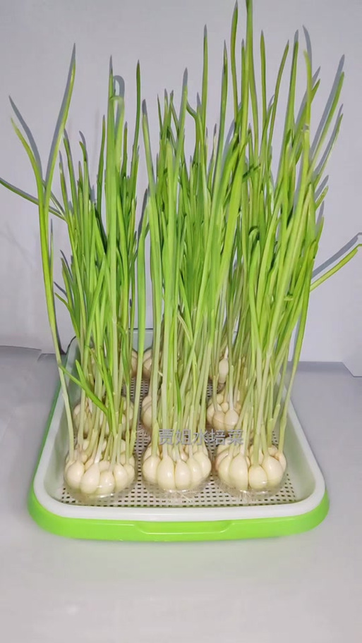 蒜黄室内种植技术要点有哪些?-图1 蒜黄室内种植技术要点有哪些?-图1