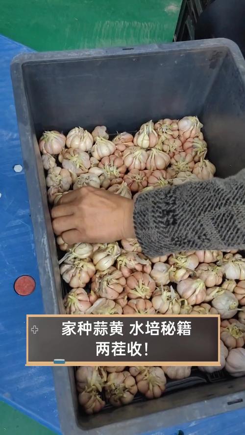 蒜黄室内种植技术要点有哪些?-图2 蒜黄室内种植技术要点有哪些?-图2