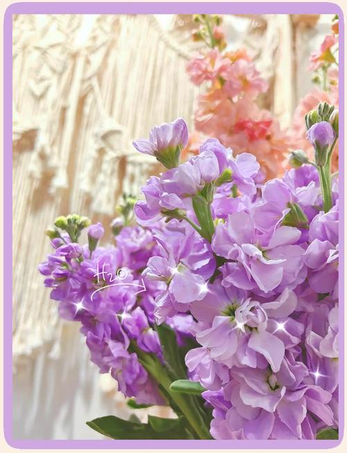 紫罗兰品种有哪些？附图片解析。-图1