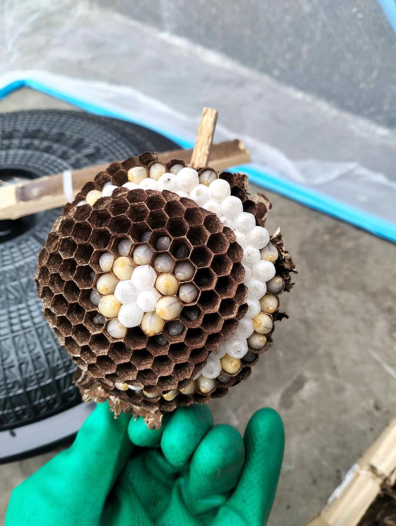 野外胡蜂如何安全迁移？技术要点有哪些？-图2
