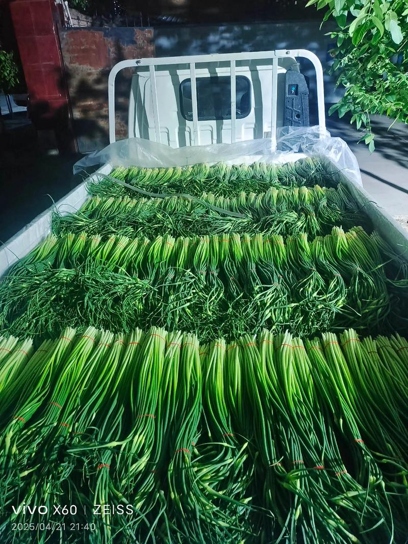 今日蒜薹价格2025会涨还是跌？-图1