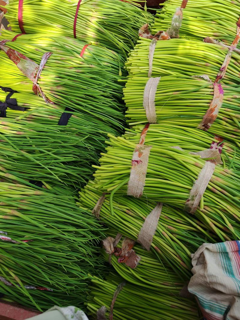 今日蒜薹价格2025会涨还是跌？-图3