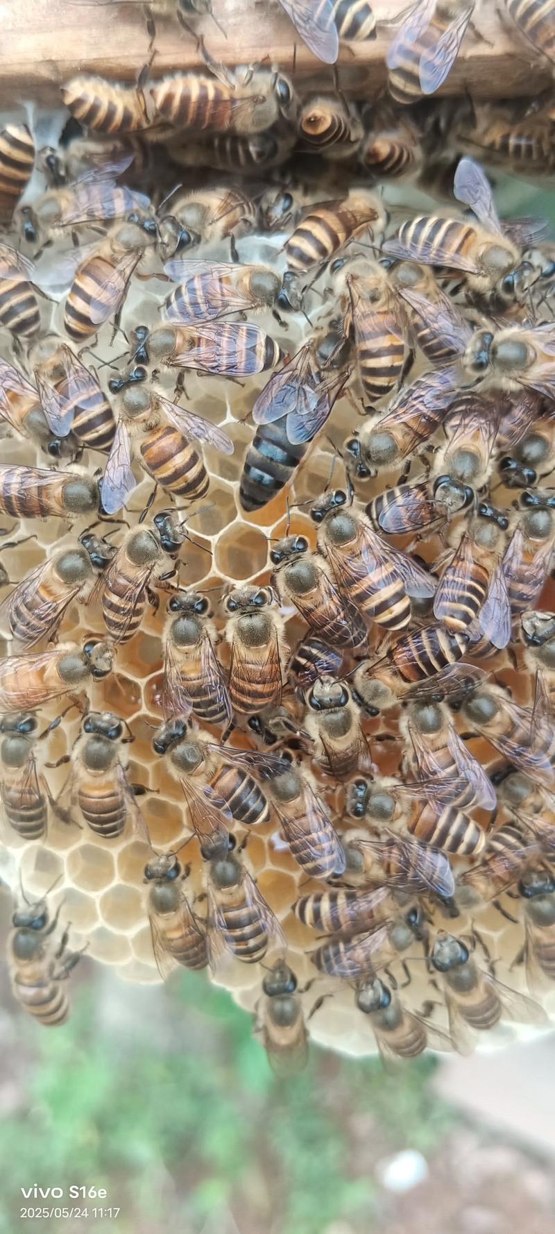 蜜蜂鸽子养殖技术有哪些关键要点？-图2