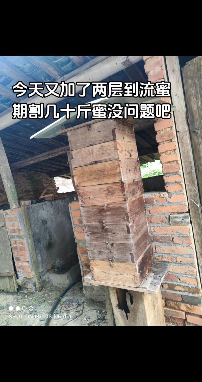 蜜蜂鸽子养殖技术有哪些关键要点？-图3