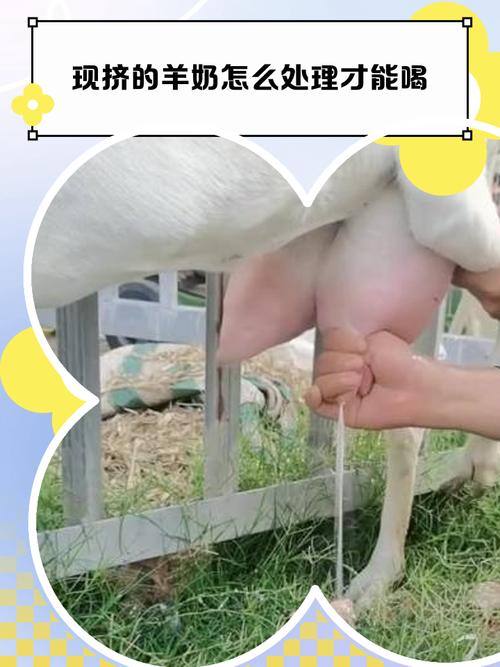 农村奶羊养殖技术视频,新手能学会吗?-图1 农村奶羊养殖技术视频,新手能学会吗?-图1