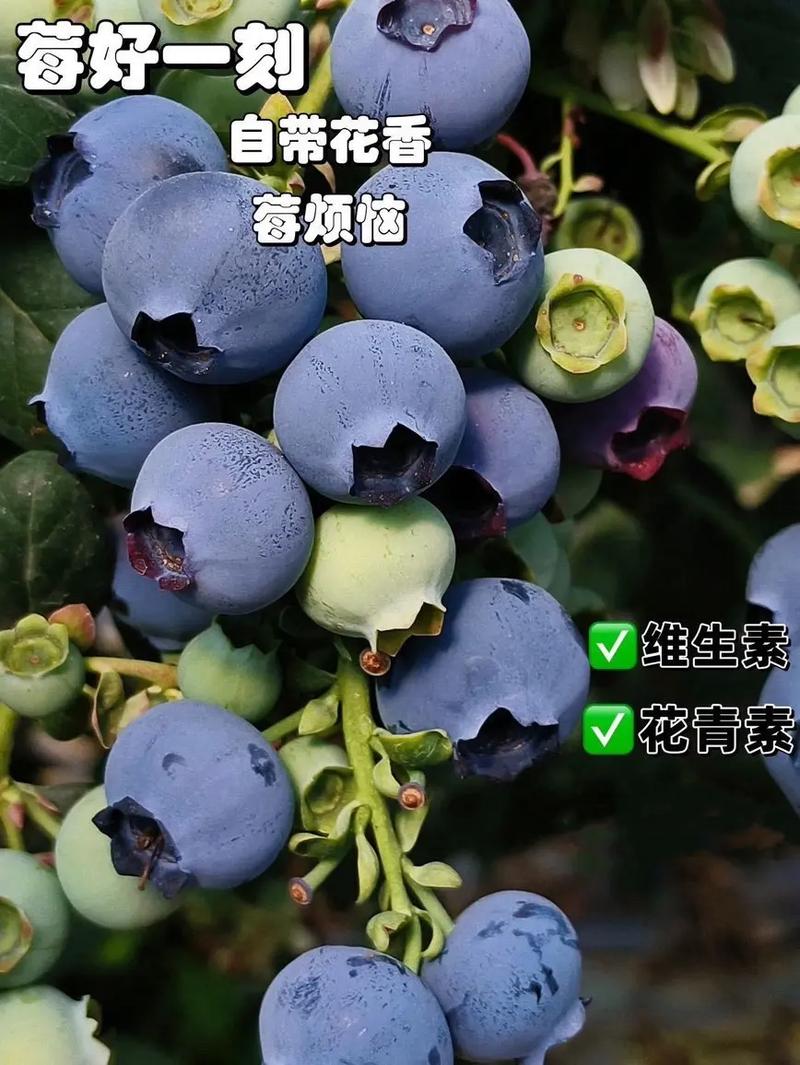 北方种蓝莓，哪些品种最合适？-图2
