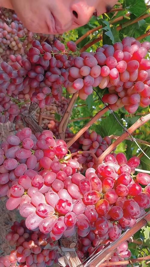 无籽葡萄都有什么品种-图1