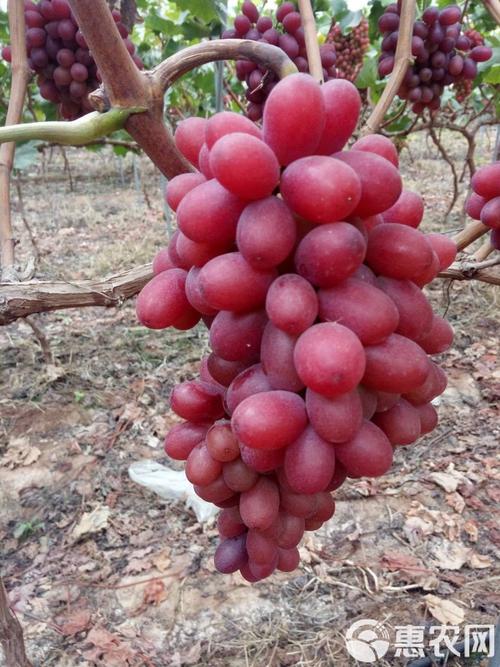 无籽葡萄都有什么品种-图2