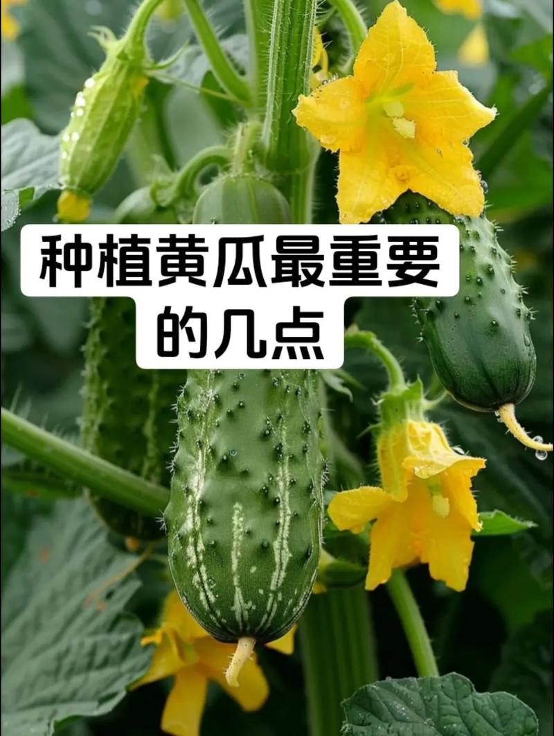 黄瓜种植技术视频，从种到收怎么操作？-图1