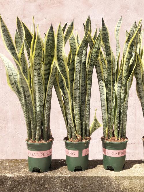 室内虎皮兰哪个品种最值得养?-图1 室内虎皮兰哪个品种最值得养?-图1